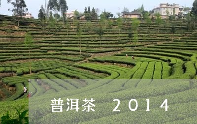 普洱茶 2014/2023041236049